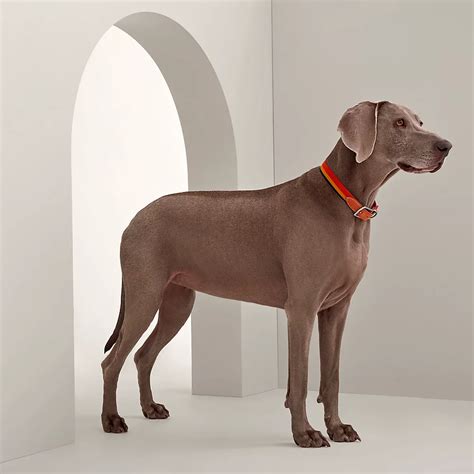 hermes dog brush|hermes knitted dog collars.